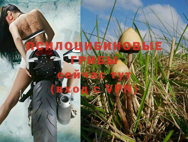 индика Алзамай